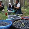 Лучше лес в Швеции, чем работа в украинском банке (Сбор черники в Омской области | © РИА Новости, Алексей Мальгавко) Сбор черники в Омско…