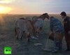 Путин выпустил в степь лошадей Пржевальского