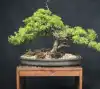 Бонсай можжевельник